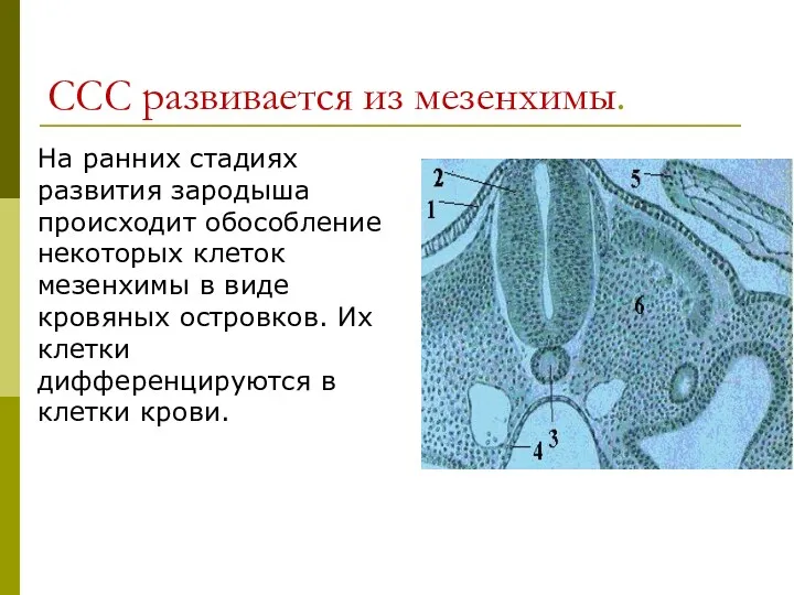 ССС развивается из мезенхимы. На ранних стадиях развития зародыша происходит