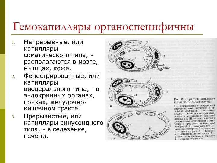 Гемокапилляры органоспецифичны Непрерывные, или капилляры соматического типа, - располагаются в