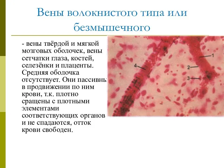 Вены волокнистого типа или безмышечного - вены твёрдой и мягкой