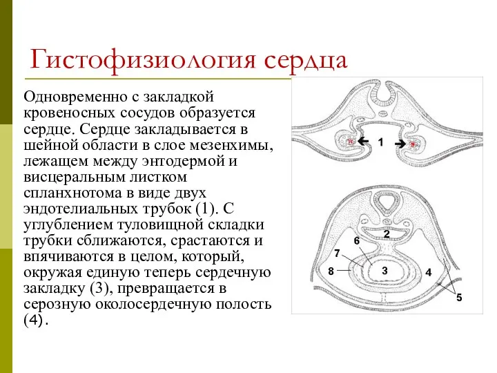 Гистофизиология сердца Одновременно с закладкой кровеносных сосудов образуется сердце. Сердце