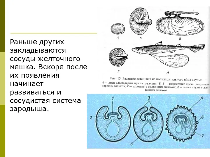 Раньше других закладываются сосуды желточного мешка. Вскоре после их появления начинает развиваться и сосудистая система зародыша.