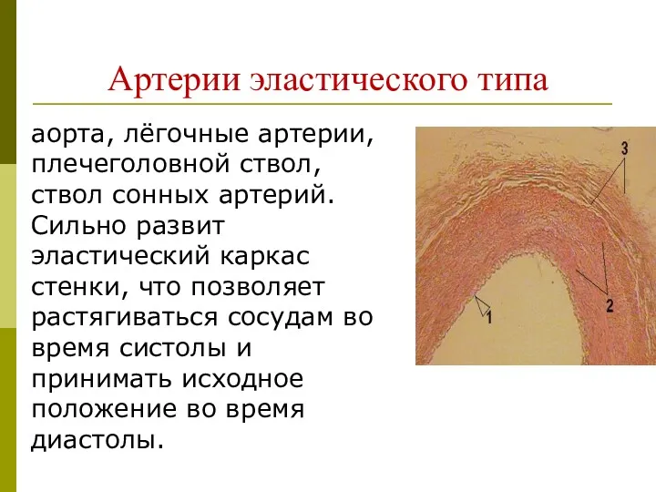 Артерии эластического типа аорта, лёгочные артерии, плечеголовной ствол, ствол сонных