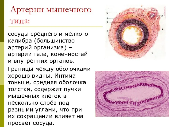 Артерии мышечного типа: сосуды среднего и мелкого калибра (большинство артерий