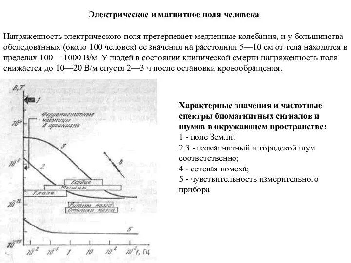 Электрическое и магнитное поля человека Напряженность электрического поля претерпевает медленные