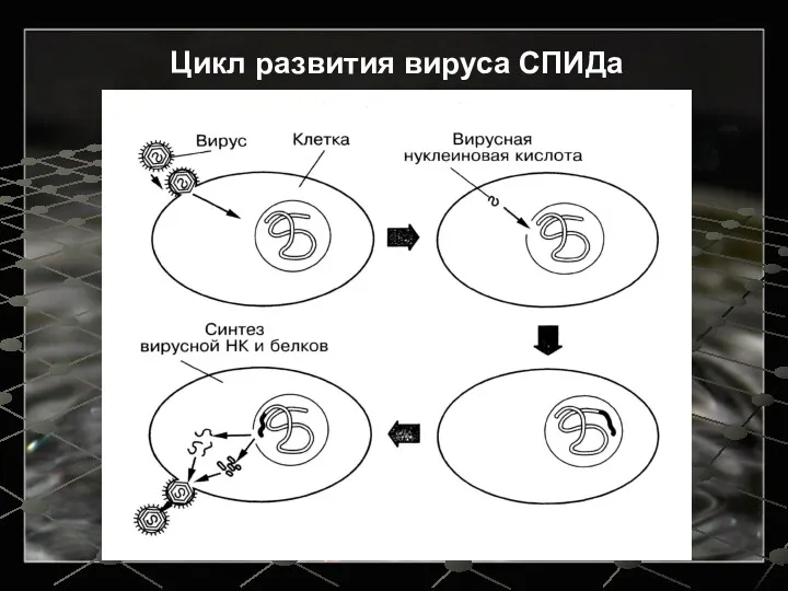 Цикл развития вируса СПИДа