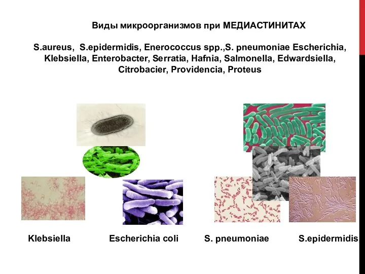 Klebsiella Escherichia coli Виды микроорганизмов при МЕДИАСТИНИТАХ S.aureus, S.epidermidis, Enerococcus