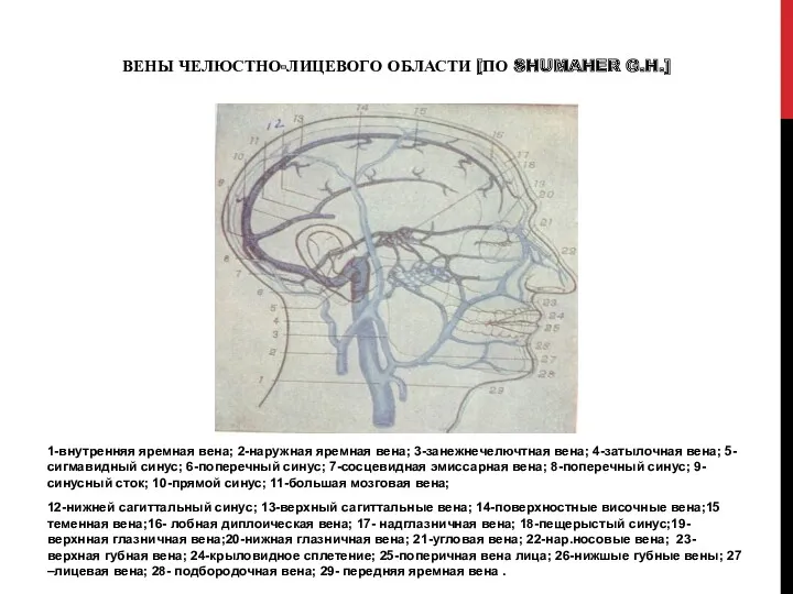 ВЕНЫ ЧЕЛЮСТНО-ЛИЦЕВОГО ОБЛАСТИ [ПО SHUMAHER G.H.] 1-внутренняя яремная вена; 2-наружная