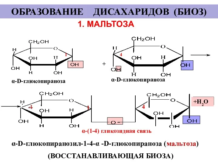 1. МАЛЬТОЗА + α-D-глюкопираноза α-D-глюкопираноза α-D-глюкопиранозил-1-4-α -D-глюкопираноза (мальтоза) (ВОССТАНАВЛИВАЮЩАЯ БИОЗА)