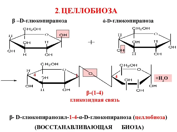 +Н2О β –D-глюкопираноза β- D-глюкопиранозил-1-4-α-D-глюкопираноза (целлобиоза) (ВОССТАНАВЛИВАЮЩАЯ БИОЗА) ά-D-глюкопираноза β-(1-4) гликозидная связь 4 2. ЦЕЛЛОБИОЗА