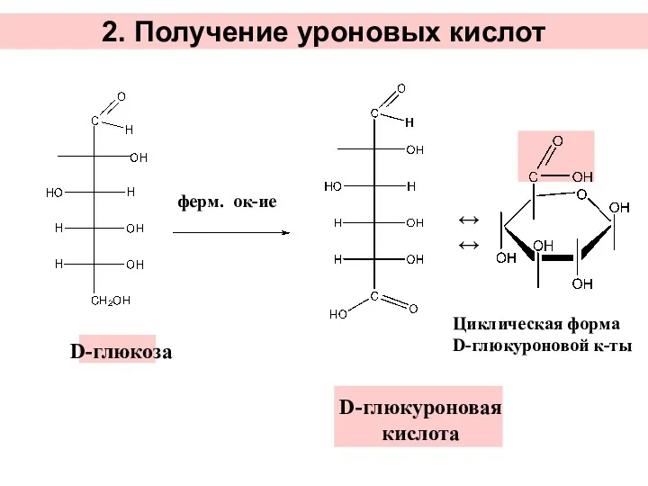 2. Получение уроновых кислот ферм. ок-ие ↔↔ D-глюкоза D-глюкуроновая кислота Циклическая форма D-глюкуроновой к-ты