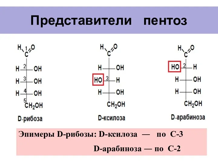 Представители пентоз Эпимеры D-рибозы: D-ксилоза ― по С-3 D-арабиноза ― по С-2