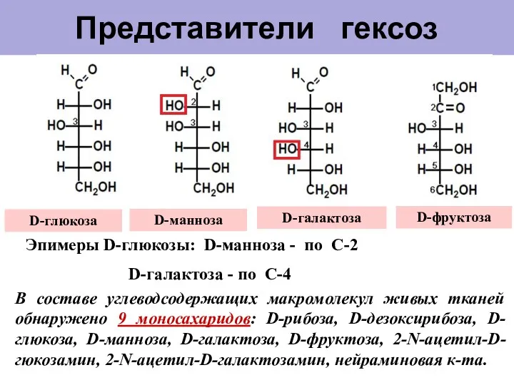 Представители гексоз D-манноза D-глюкоза D-галактоза D-фруктоза Эпимеры D-глюкозы: D-манноза -