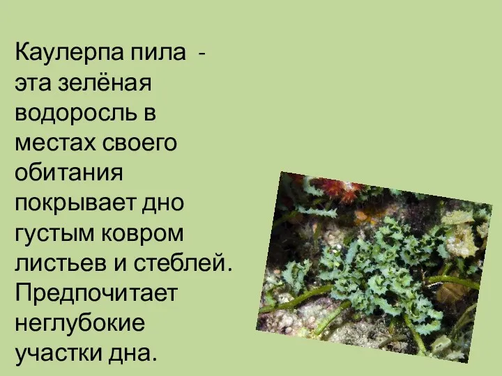 Каулерпа пила - эта зелёная водоросль в местах своего обитания