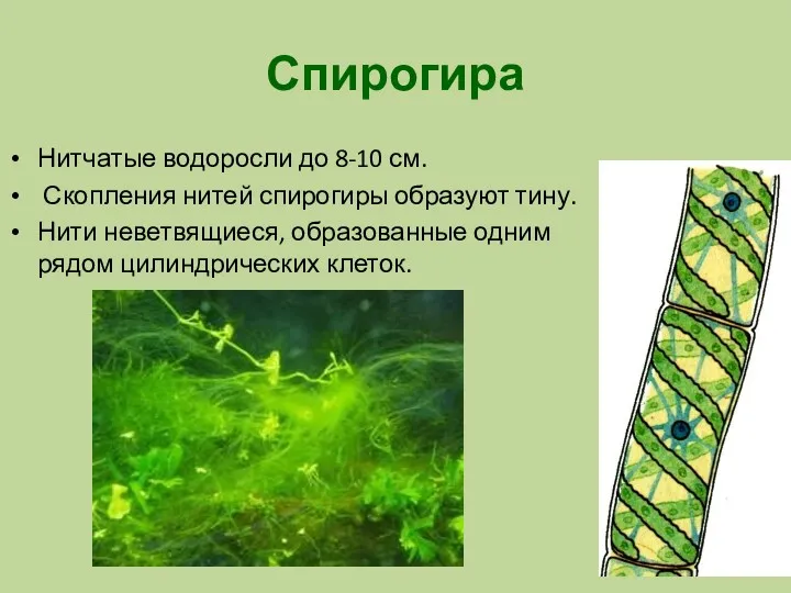 Спирогира Нитчатые водоросли до 8-10 см. Скопления нитей спирогиры образуют