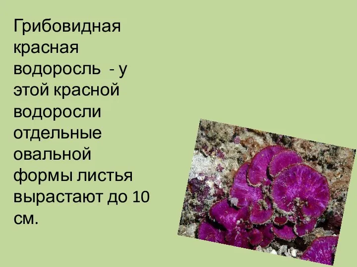 Грибовидная красная водоросль - у этой красной водоросли отдельные овальной формы листья вырастают до 10 см.