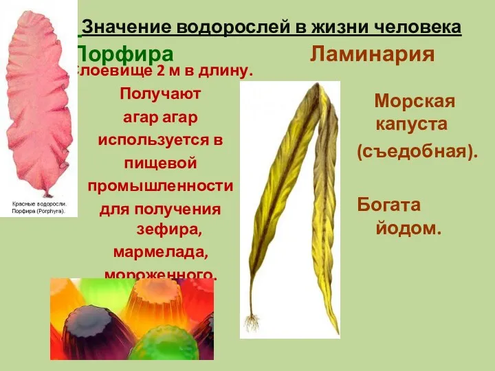 Значение водорослей в жизни человека Порфира Ламинария Слоевище 2 м