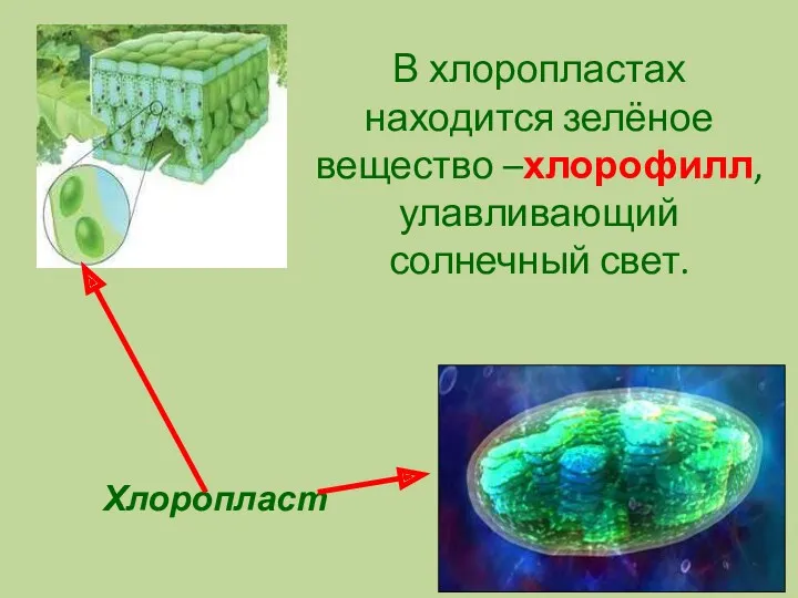Хлоропласт В хлоропластах находится зелёное вещество –хлорофилл, улавливающий солнечный свет.