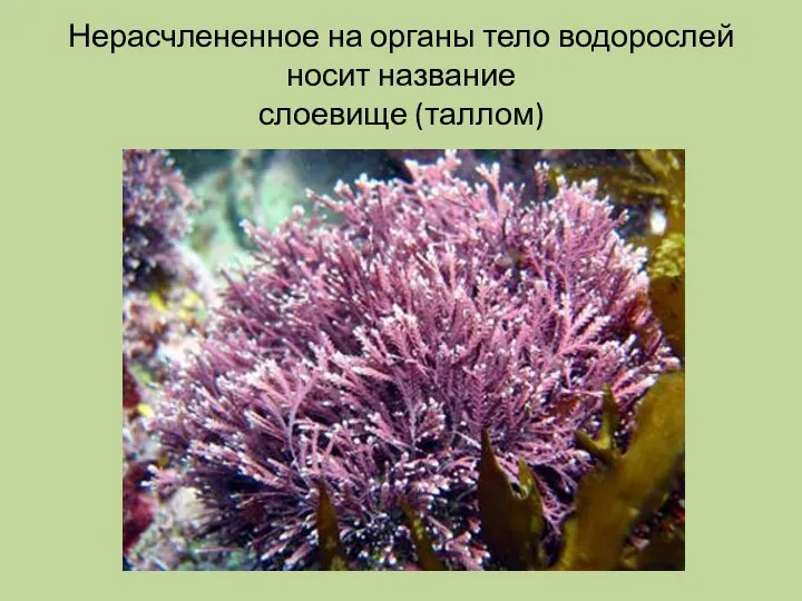 Нерасчлененное на органы тело водорослей носит название слоевище (таллом)