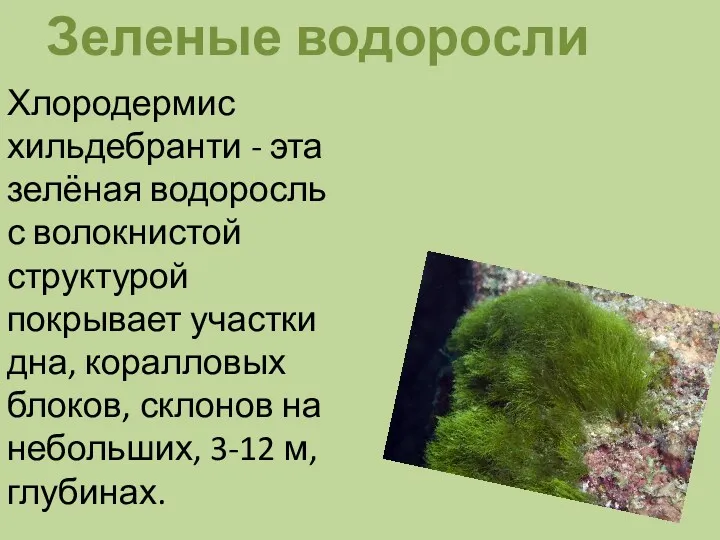 Зеленые водоросли Хлородермис хильдебранти - эта зелёная водоросль с волокнистой