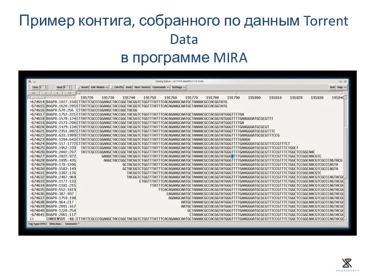 Пример контига, собранного по данным Torrent Data в программе MIRA