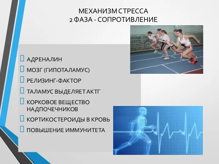 МЕХАНИЗМ СТРЕССА 2 ФАЗА - СОПРОТИВЛЕНИЕ АДРЕНАЛИН МОЗГ (ГИПОТАЛАМУС) РЕЛИЗИНГ-ФАКТОР