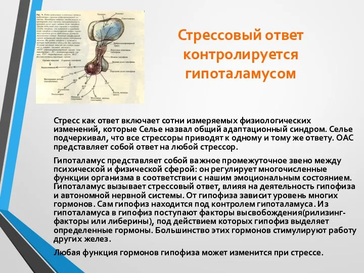 Стрессовый ответ контролируется гипоталамусом Стресс как ответ включает сотни измеряемых