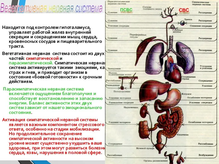Вегетативная нервная система Находится под контролем гипоталамуса, управляет работой желез