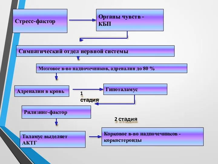 Стресс-фактор Органы чувств - КБП Симпатический отдел нервной системы Мозговое