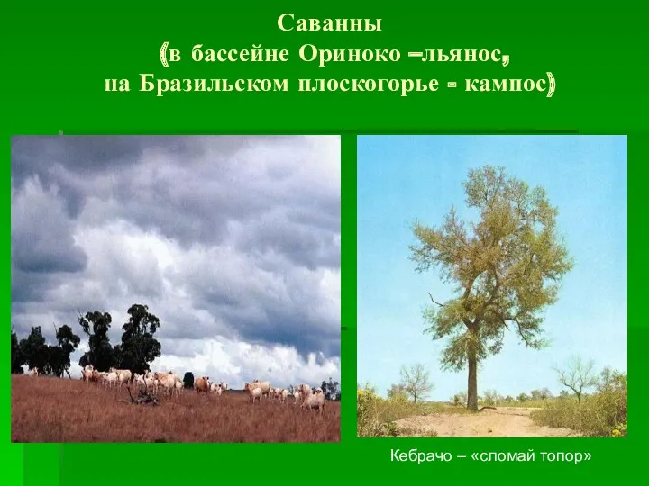 Саванны (в бассейне Ориноко –льянос, на Бразильском плоскогорье - кампос) Кебрачо – «сломай топор»