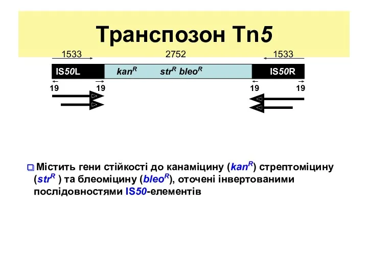 Транспозон Tn5 Містить гени стійкості до канаміцину (kanR) стрептоміцину (strR