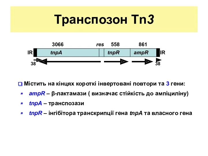 Транспозон Tn3 Містить на кінцях короткі інвертовані повтори та 3