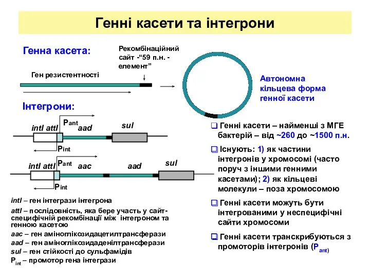 Генні касети та інтегрони intI – ген інтегрази інтегрона attI