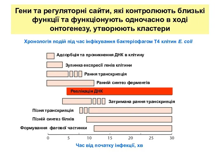 Гени та регуляторні сайти, які контролюють близькі функції та функціонують