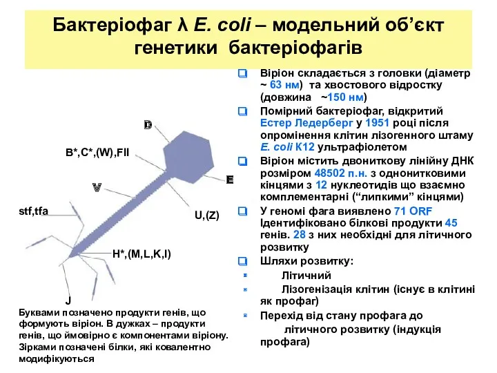 Бактеріофаг λ E. coli – модельний об’єкт генетики бактеріофагів Віріон