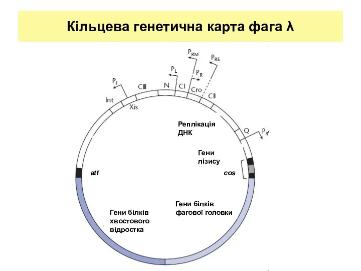 Кільцева генетична карта фага λ Реплікація ДНК Гени лізису Гени