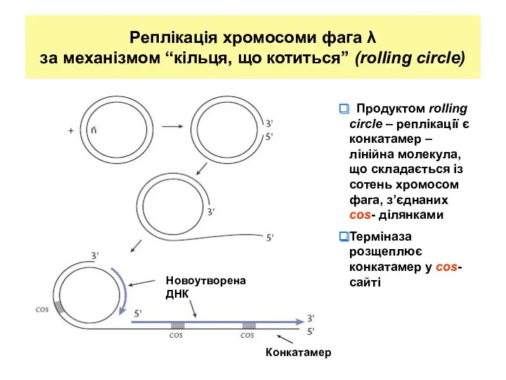 Реплікація хромосоми фага λ за механізмом “кільця, що котиться” (rolling