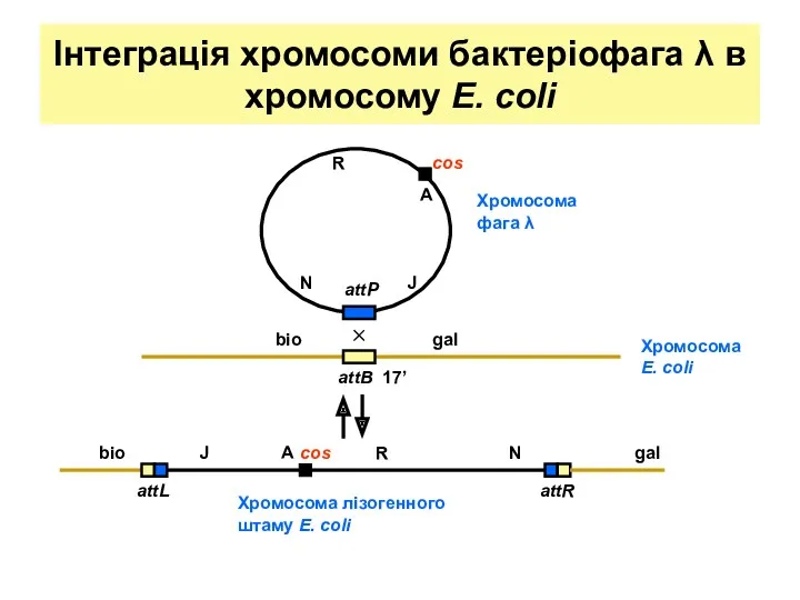 Інтеграція хромосоми бактеріофага λ в хромосому E. coli