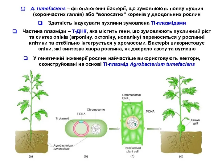 А. tumefaciens – фітопатогенні бактерії, що зумовлюють появу пухлин (корончастих