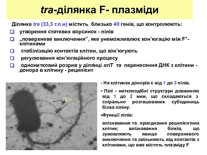 tra-ділянка F- плазміди Ділянка tra (33,3 т.п.н) містить близько 40