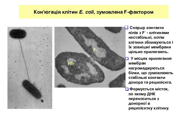 Кон’югація клітин E. coli, зумовлена F-фактором Спершу контакти пілів з