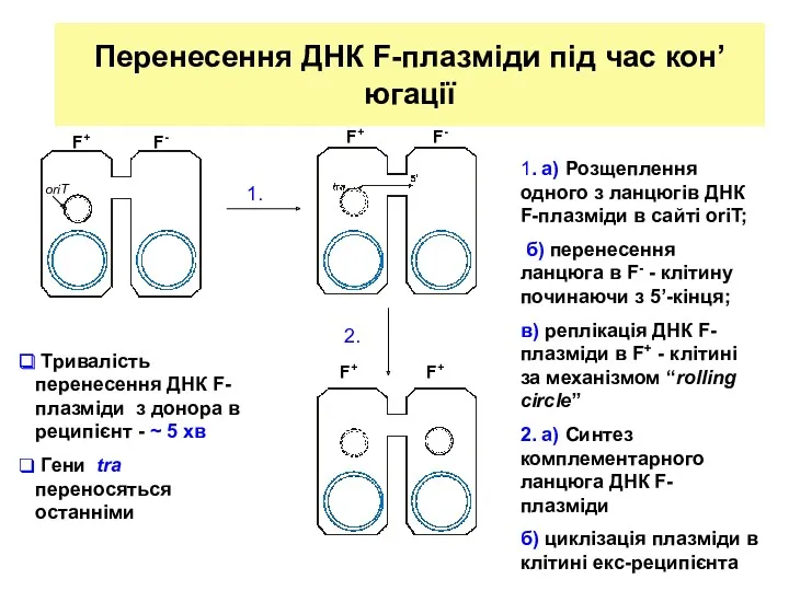 Перенесення ДНК F-плазміди під час кон’югації 1. а) Розщеплення одного