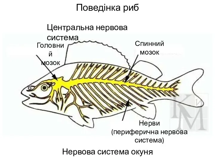 Поведінка риб Нервова система окуня Центральна нервова система Головний мозок Спинний мозок Нерви (периферична нервова система)