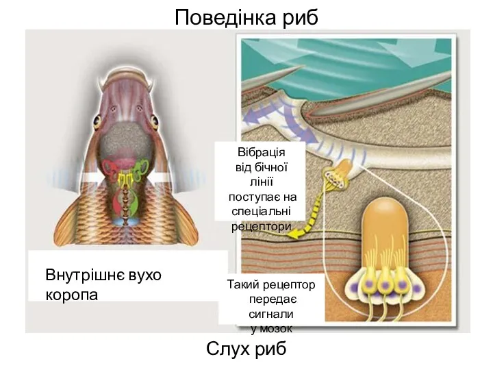 Поведінка риб Слух риб Внутрішнє вухо коропа я Вібрація від бічної лінії поступає