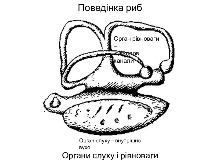 Поведінка риб Органи слуху і рівноваги Орган слуху – внутрішнє вухо Орган рівноваги – півколові канали