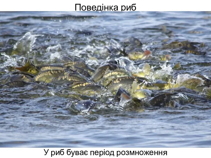 Поведінка риб У риб буває період розмноження