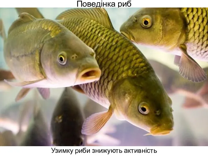 Поведінка риб Узимку риби знижують активність