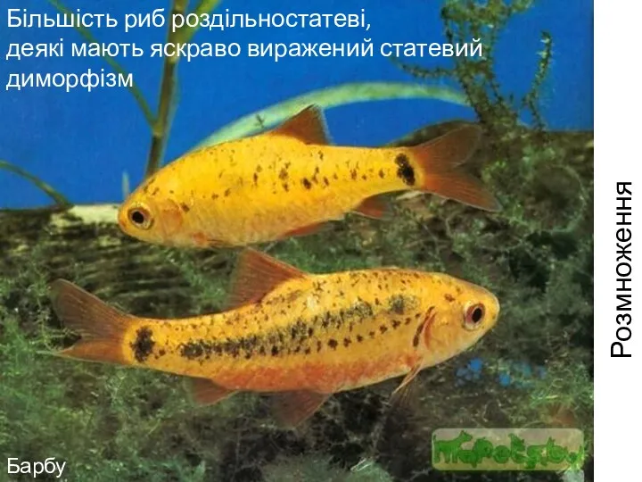 Розмноження риб Розмноження риб Більшість риб роздільностатеві, деякі мають яскраво виражений статевий диморфізм Барбус