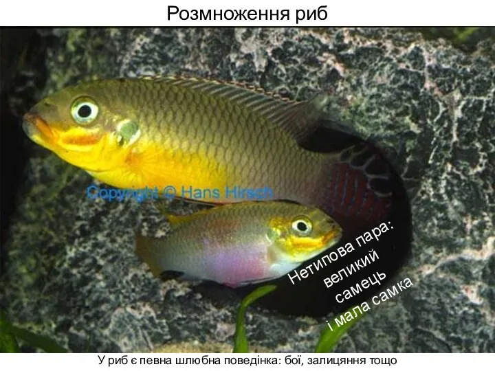 Розмноження риб У риб є певна шлюбна поведінка: бої, залицяння тощо Нетипова пара: