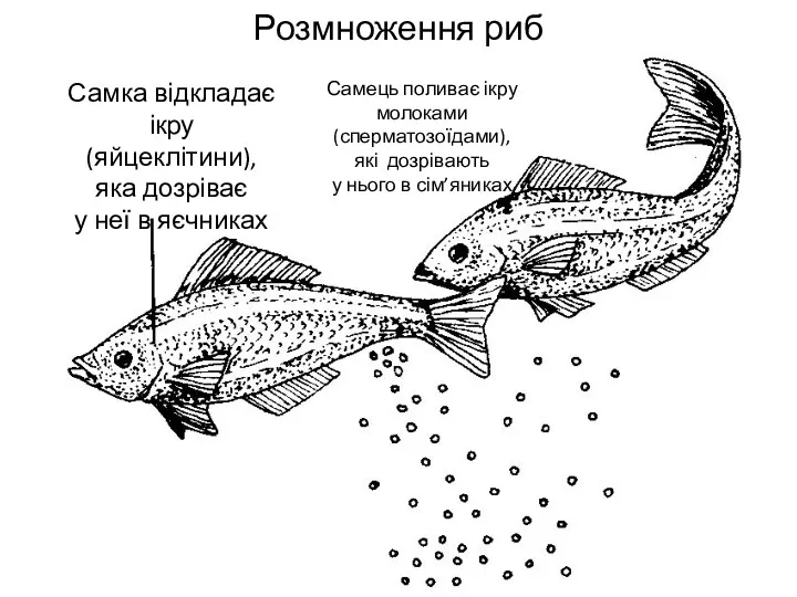 Розмноження риб Самка відкладає ікру (яйцеклітини), яка дозріває у неї в яєчниках Самець