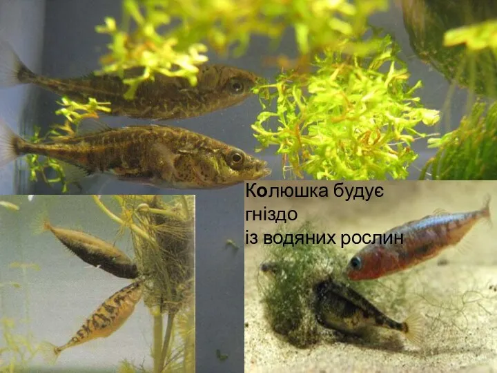 Розмноження риб Колюшка будує гніздо із водяних рослин